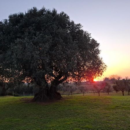 Agriturismo Il Vecchio Olivo Кастането Кардучи Екстериор снимка