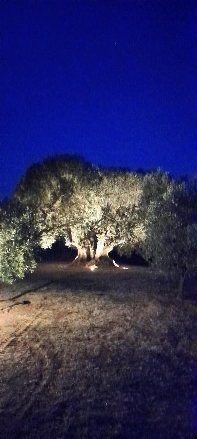 Agriturismo Il Vecchio Olivo Кастането Кардучи Екстериор снимка
