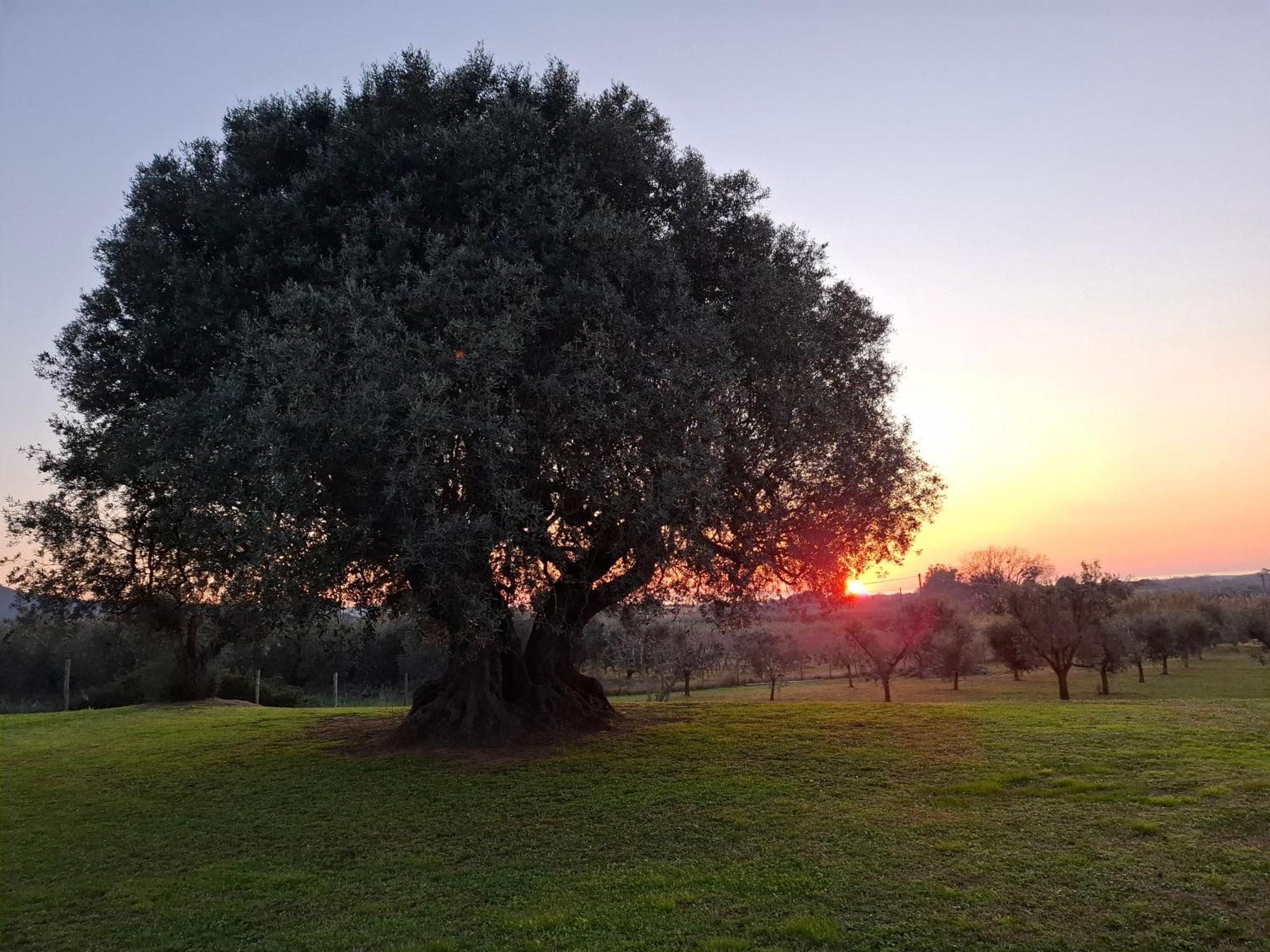 Agriturismo Il Vecchio Olivo Кастането Кардучи Екстериор снимка